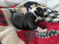 Jerry, a male Boston Terrier for sale in Independence, MO – 6 of 7