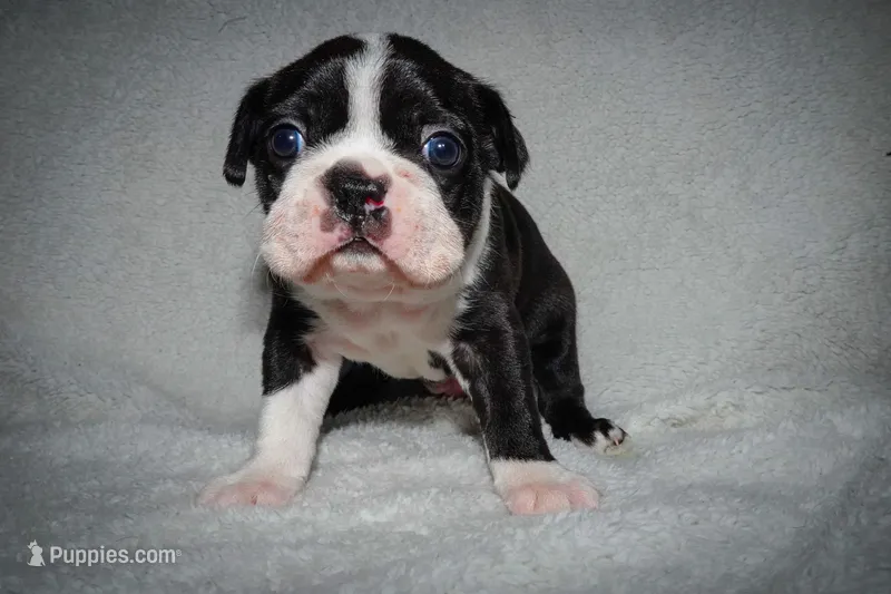 Jerry – Boston Terrier puppy for sale in Independence, MO