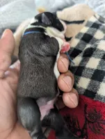 Jerry, a male Boston Terrier for sale in Independence, MO – 3 of 7