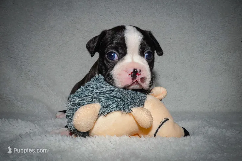 Sylvester – Boston Terrier puppy for sale in Independence, MO