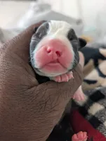 Sylvester, a male Boston Terrier for sale in Independence, MO – 1 of 5