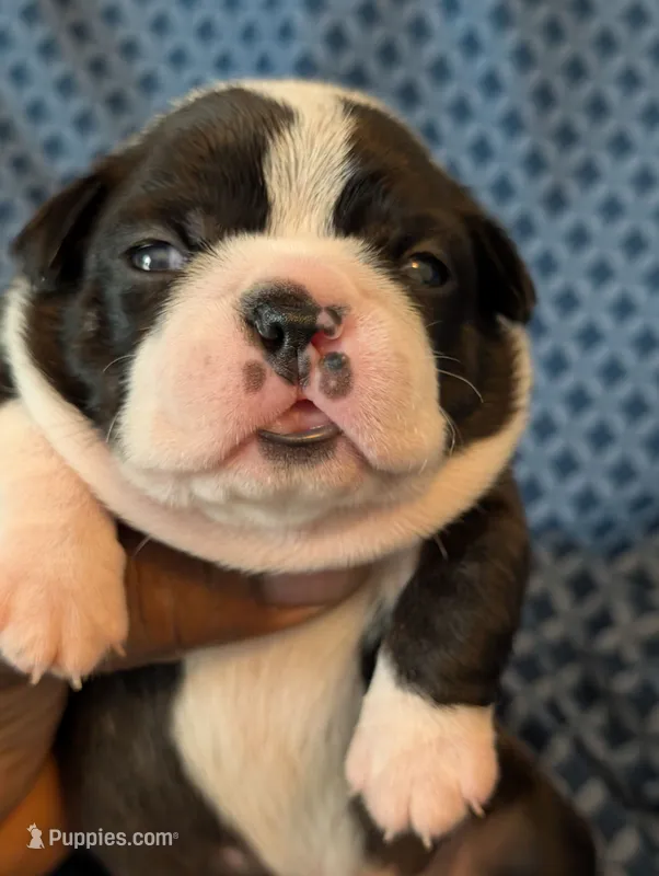 Jerry – Boston Terrier puppy for sale in Independence, MO