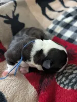 Jerry, a male Boston Terrier for sale in Independence, MO – 5 of 7