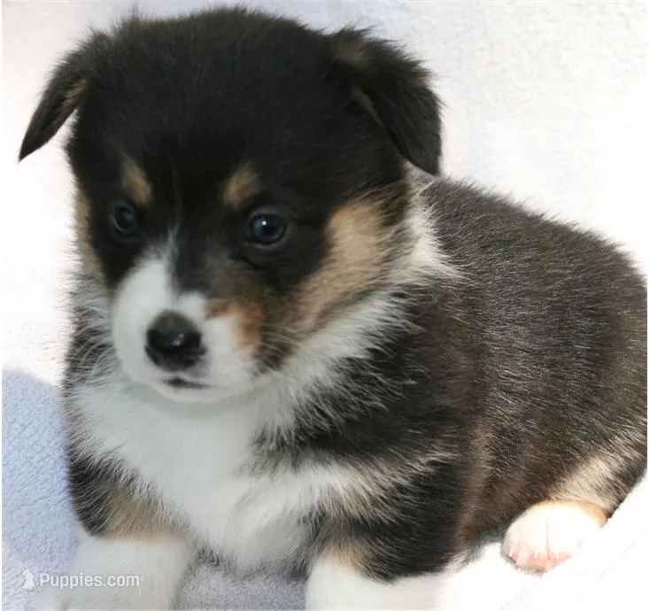 Female 1, a female Pembroke Welsh Corgi for sale in Reedsburg, WI – 1 of 1