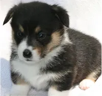 Female 1, a female Pembroke Welsh Corgi for sale in Reedsburg, WI – 1 of 1
