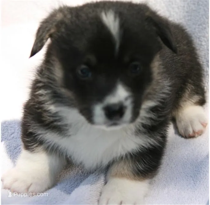 M3 – Pembroke Welsh Corgi puppy for sale in Reedsburg, WI