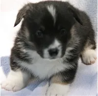 M3, a male Pembroke Welsh Corgi for sale in Reedsburg, WI – 1 of 1