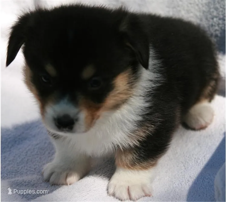 Male 2 – Pembroke Welsh Corgi puppy for sale in Reedsburg, WI