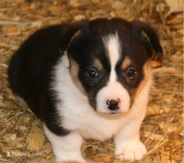 Sugar's F3 – Pembroke Welsh Corgi puppy for sale in Reedsburg, WI