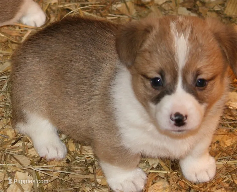 Sugar M2 – Pembroke Welsh Corgi puppy for sale in Reedsburg, WI