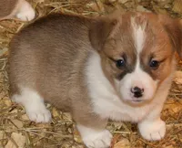 Sugar M2, a male Pembroke Welsh Corgi for sale in Reedsburg, WI – 1 of 1