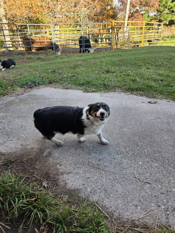 AKC Ophelia – Pembroke Welsh Corgi puppy for sale in Reedsburg, WI