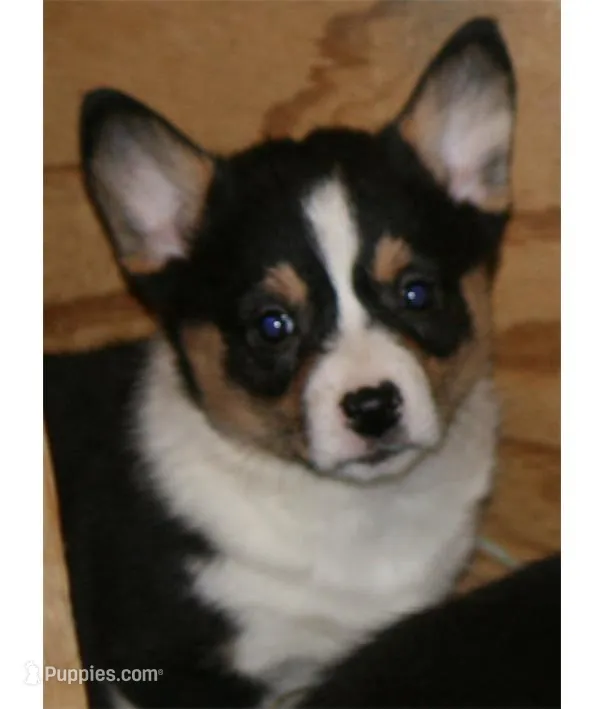 Sugar's F3 – Pembroke Welsh Corgi puppy for sale in Reedsburg, WI