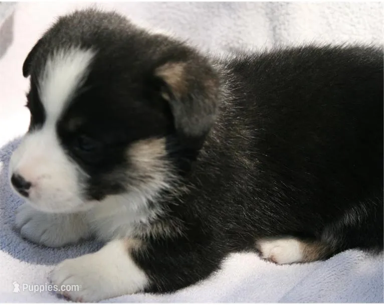 M4 – Pembroke Welsh Corgi puppy for sale in Reedsburg, WI
