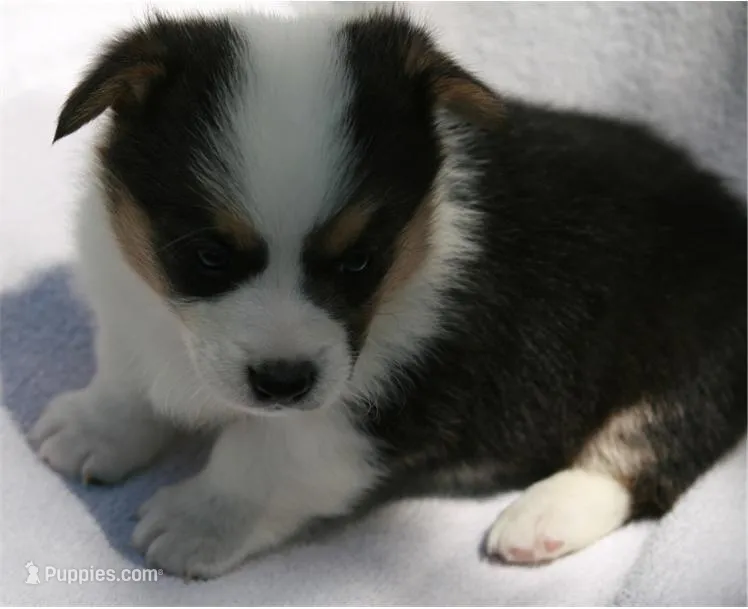 Male 1 – Pembroke Welsh Corgi puppy for sale in Reedsburg, WI
