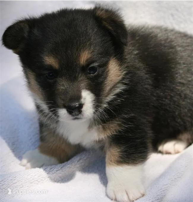 Female 2 , a female Pembroke Welsh Corgi for sale in Reedsburg, WI – 1 of 1