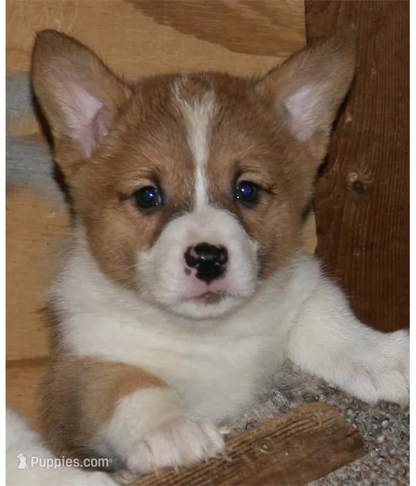 Sugar M2 – Pembroke Welsh Corgi puppy for sale in Reedsburg, WI
