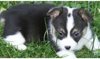 Sugar's F1, a female Pembroke Welsh Corgi for sale in Reedsburg, WI – 1 of 1