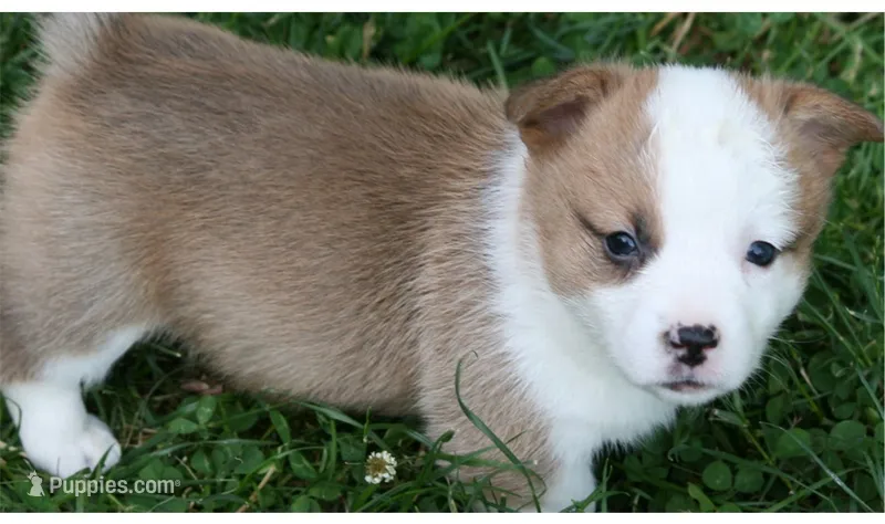 Sugar's M1 – Pembroke Welsh Corgi puppy for sale in Reedsburg, WI