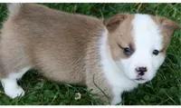 Sugar's M1, a male Pembroke Welsh Corgi for sale in Reedsburg, WI – 1 of 1