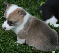 Sugar's F2, a female Pembroke Welsh Corgi for sale in Reedsburg, WI – 1 of 1