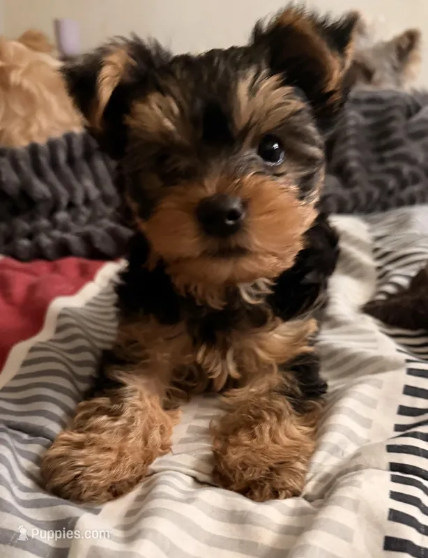 Bear – Yorkipoo puppy for sale in Bakersfield Country Club, CA
