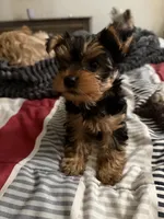 Bear, a male Yorkipoo for sale in Bakersfield Country Club, CA – Photo 2 of 3
