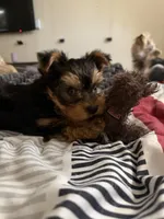 Bear, a male Yorkipoo for sale in Bakersfield Country Club, CA – Photo 3 of 3