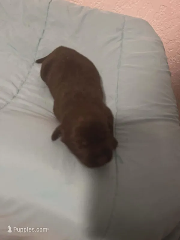 Hersey – Labrador Retriever puppy for sale in Galveston, TX