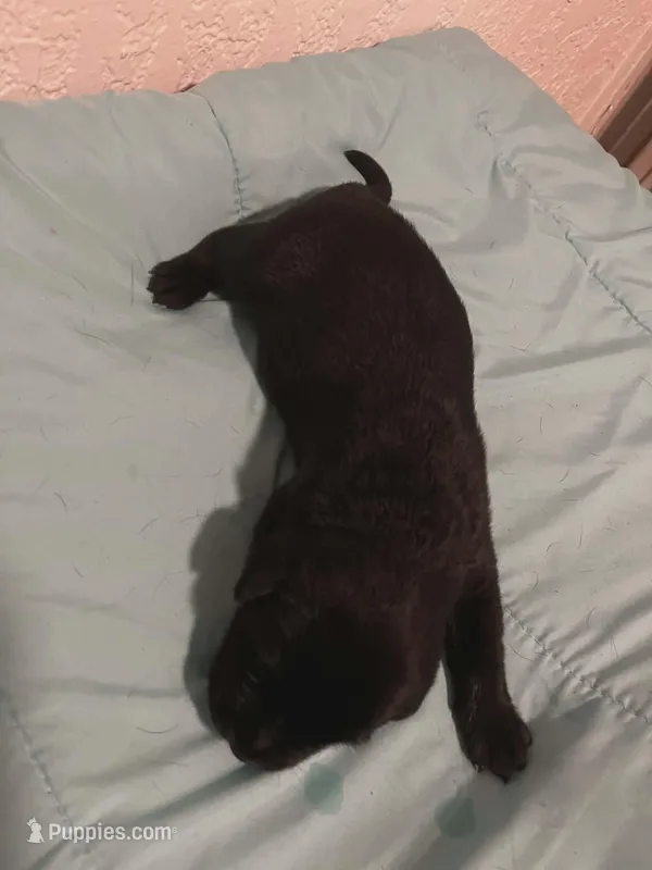 Odin – Labrador Retriever puppy for sale in Galveston, TX