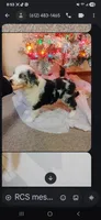 Karumi, a female Miniature Australian Shepherd for sale in Brooklyn Park, MN – Photo 3 of 3