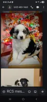 Karumi, a female Miniature Australian Shepherd for sale in Brooklyn Park, MN – Photo 1 of 3