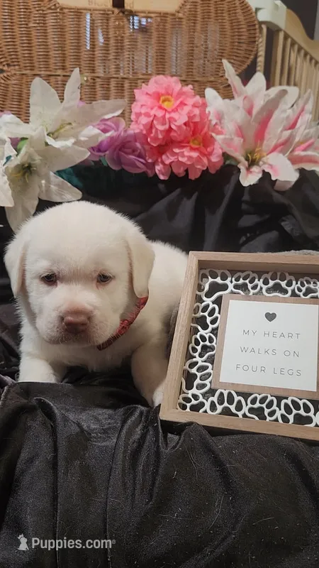 Frosty – Labrador Retriever puppy for sale in Los Angeles, CA