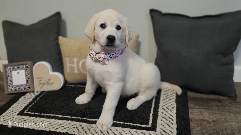 Max – Labrador Retriever puppy for sale in Los Angeles, CA