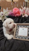 Frosty, a male Labrador Retriever for sale in Los Angeles, CA – 2 of 2