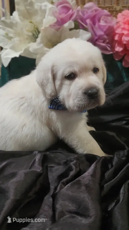 Bodee – Labrador Retriever puppy for sale in Los Angeles, CA
