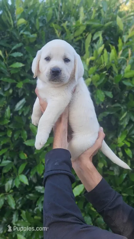 Silver – Labrador Retriever puppy for sale in Los Angeles, CA