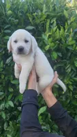 Silver, a male Labrador Retriever for sale in Los Angeles, CA – Photo 2 of 5