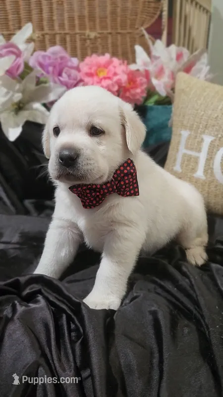 Max – Labrador Retriever puppy for sale in Los Angeles, CA