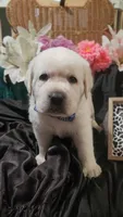 Bodee, a male Labrador Retriever for sale in Los Angeles, CA – 3 of 3