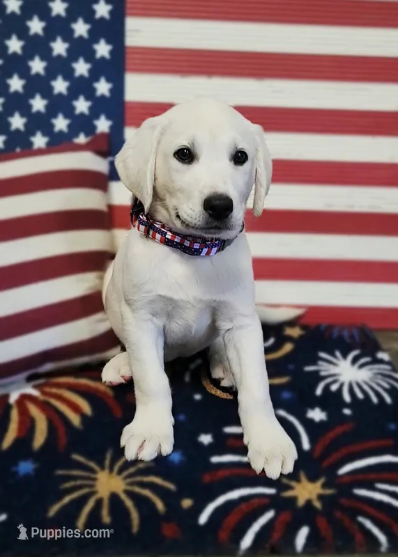 Cooper – Labrador Retriever puppy for sale in Los Angeles, CA
