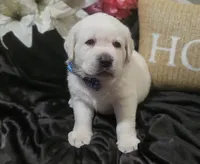 Bodee, a male Labrador Retriever for sale in Los Angeles, CA – 2 of 3