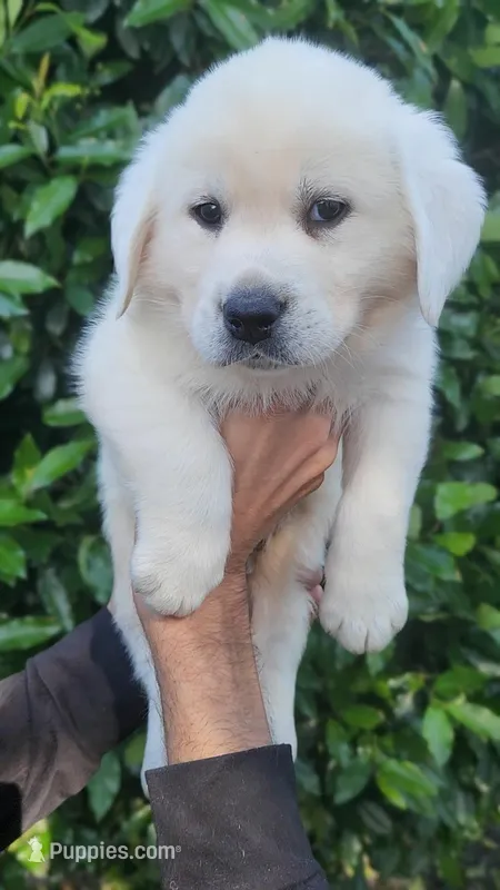 Blue – Labrador Retriever puppy for sale in Los Angeles, CA