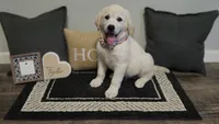 Max, a male Labrador Retriever for sale in Los Angeles, CA – 3 of 3