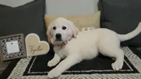 Max, a male Labrador Retriever for sale in Los Angeles, CA – 2 of 3