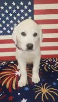 Johnny , a male Labrador Retriever for sale in Los Angeles, CA – 2 of 2
