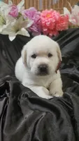 Max, a male Labrador Retriever for sale in Los Angeles, CA – 2 of 3
