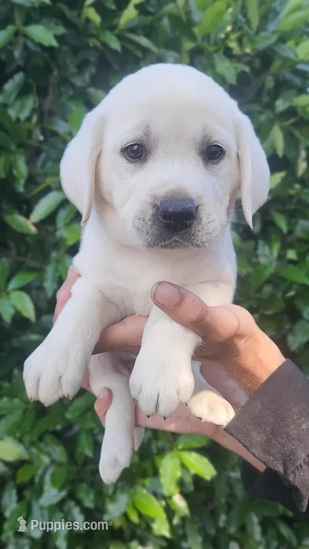 Orange – Labrador Retriever puppy for sale in Los Angeles, CA