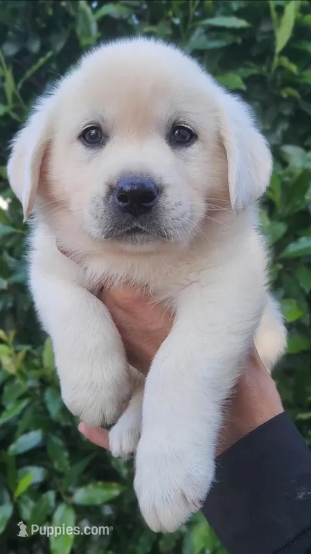 Red – Labrador Retriever puppy for sale in Los Angeles, CA