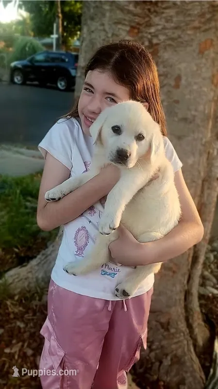 Johnny  – Labrador Retriever puppy for sale in Los Angeles, CA